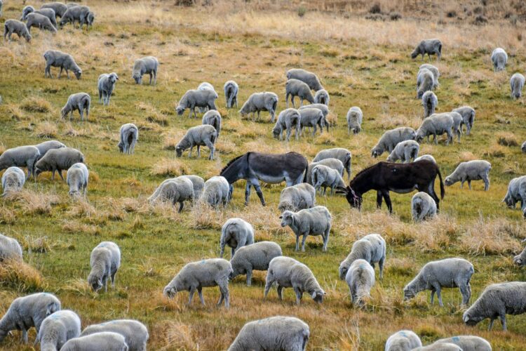 Animal to Protect Herd: Choosing a Livestock Guardian